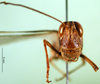 CollectionObject 1574924; b8828a11-6577-4f28-9c2a-c421a58d29fd: male, frontal view (paralectotype of Terpillaria picta). (CollectionObject).