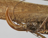 CollectionObject 1595890; 6ce3a762-5757-4649-b916-9c034e9af408: ovipositor (syntype). (CollectionObject).