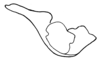 Aleuas albinae Carbonell, 2008: Fig. 27E. cingulum, lateral view. (Otu).