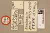 CollectionObject 1520321; ba881f75-1497-4cdf-a201-dc39f2af0f90: labels (holotype). (CollectionObject).