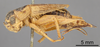 Female, lateral view (holotype) Depicts CollectionObject 1522793; a98370e4-86f8-4657-864c-a31b00620aca, a CollectionObject.