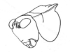 Steirodon (Frontinus) degeeri (Stål, 1874): Figure 5; pag. 208. left anterodorsolateral view of head and pronotum. (Otu).