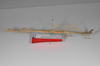 CollectionObject 1562974; c4a7a980-6b16-47ff-9551-2e96fb889d06: copyright ZSMC, Munich. male (paratype), lateral view. (CollectionObject).;CollectionObject 1562975; 800c514a-932a-409d-8b7b-b1644a278991: copyright ZSMC, Munich. male (paratype), lateral view. (CollectionObject).