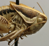 CollectionObject 1535141; d16843f4-34b7-4f14-b20b-693dbd646cfa: male pronotum, lateral view (syntype). (CollectionObject).
