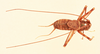CollectionObject 2066766; d7e44573-0d03-49b2-bfc2-549b60462fa7, NHMUK015982398: male, dorsal view (lectotype). (CollectionObject).