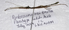 Parabrosoma brevifemurum Seow-Choen, 2018: (Otu).