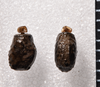 Acrophylla cookorum Brock & Coupland, 2022: copyright Paul D. Brock. eggs laid by holotype. (Otu).