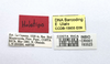CollectionObject 1599764; MNCR 1,193,523, 8d4414ad-3fed-4188-99df-1aad3cc3dcc2: copyright MNCR. male, data labels (holotype). (CollectionObject).