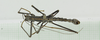 CollectionObject 1573627; 918c6511-9d11-4910-8436-280fac99aca4: male, dorsal view (paratype). (CollectionObject).