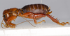 CollectionObject 1591128; f34402d0-af6f-40ef-8f58-265dfbe336a4: female, lateral view (lectotype). (CollectionObject).