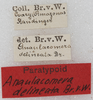CollectionObject 1532999; ecca8201-7d9b-45dd-aeee-09f71d41b6b2: labels. (CollectionObject).