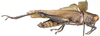 Eupropacris uniformis Ramme, 1929: lateral view. (Otu).