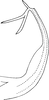 Aedeagus, lateral view on Edwardsiana tersa (Edwards, 1914): Aedeagus, lateral view (after Ribaut). (Observation).