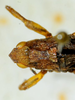 CollectionObject 1498699; 030eafed-5045-4cf5-b2b3-b3cec72c93da: male head and pronotum, dorsal view. (CollectionObject).