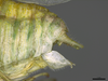 CollectionObject 2072458; da88e222-bf34-46c3-949c-177e28731c31: Holotype, male terminalia, lateral view. (CollectionObject).