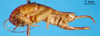 CollectionObject 1530704; e6c8073b-a2dc-40b2-9eb3-46e6035dad00: female, lateral view (holotype). (CollectionObject).