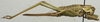CollectionObject 1535136; b141e4c8-66fe-4a7e-bd82-0067d2df359b: female, lateral view (holotype). (CollectionObject).