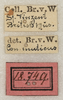 CollectionObject 1516791; NMW 18749, 5b94ca00-b7a2-4c5f-a919-c25ac706965f: labels (syntype of Conocephalus muticus). (CollectionObject).