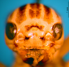 CollectionObject 1530873; 8444d80e-05a4-456b-ab51-f5100258edac: female, frontal view (paralectotype). (CollectionObject).