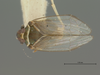 Habitus, dorsal view: !! display not done !! on Oreopenes luteifacies Ramos Alemar, 1957: (Observation).