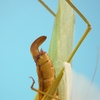 CollectionObject 1542908; DEES MZLQ-I0092'', 3d7f5832-f314-4965-ac8d-c6e1f84ce2c3: female, apex of abdomen, lateral view (syntype of Ctenophorema balneare). (CollectionObject).