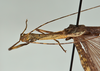 CollectionObject 1561269; 88ea192f-2d65-415d-bf30-3d6495bb4678: copyright USNM, Washington. (CollectionObject).