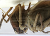 CollectionObject 1539599; ee236bd3-b7a9-45a9-9416-108170474e66: female pronotum lateral (holotype). (CollectionObject).