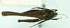 CollectionObject 1585755; NMW 201', ad69ab26-b3fc-40a2-a84c-d07e7d095e10: female, dorsal view (syntype). (CollectionObject).