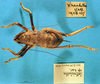 CollectionObject 1520526; 0cd5ce46-5bbc-4d2e-99cd-aa2cd466a2bc: female, dorsal view. (CollectionObject).