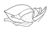 Rhammatocerus palustris Carbonell, 1988: Fig. 9. Endophallus (lateral view). (Otu).