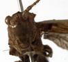 CollectionObject 1529698; a14a7e32-500d-4e1c-a3a8-48317d5b9ff4: male, frontal view (holotype). (CollectionObject).