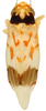 Habitus, dorsal view: Habitus (KSEM collection). (Observation).