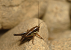 CollectionObject 1574030; f9675ae3-675f-48d2-bc9a-32db9f3ade2f: juvenile (Albania, Thatë Mts). (CollectionObject).