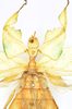 CollectionObject 1561210; 20789890-8cce-4cae-ae7c-da330dcdf566: source Luc Willemse, Naturalis Biodiversity Center. female: head & thorax, dorsal view (holotype). (CollectionObject).