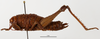 CollectionObject 1588733; f2099e16-0766-4092-8585-01347463461f: female, lateral view. (CollectionObject).