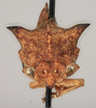 Head: !! display not done !! on Centronodus denticulus Funkhouser, 1930: (Observation).