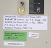 Dinophasma kinabaluense Bragg, 2001: copyright Natural History Museum, London. eggs (paratype). (Otu).