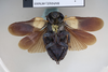 CollectionObject 1552817; NHMUK(SF IMPORT DUPLICATE) BMNH(E) 876005, a82d0883-b8ef-4e5e-8c8c-82b4ea3c65ef: Copyright NHM, London. Lectotype male of Panesthia regalis, Copyright NHM, London, ventral view. (CollectionObject).