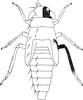 Nymph: (Observation).