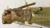 CollectionObject 1535916; f6c7ff0c-74bc-4909-bf0d-268cb19451df: female, dorsal view (syntype). (CollectionObject).