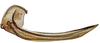 First valvula of ovipositor on Pseudocostanana flavina (DeLong & Freytag, 1972): Female specimen [DZUP]: first valvifer and first valvula, lateral view. (Observation).