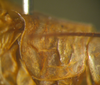 CollectionObject 1476144; 7f1c841b-e43b-4a4a-8528-5065deb643d9: male pronotum, lateral view (holotype). (CollectionObject).