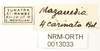 CollectionObject 1571310; 2c24faa2-15bc-4389-8bd3-8b937f26031b: labels (syntype). (CollectionObject).