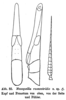 Mesopsilla roseoviridis Ramme, 1929: Fig. 55. male, head and pronotum dorsal and lateral, and antenna. (Otu).