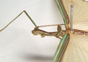 CollectionObject 1557515; 9dad141f-cbd9-4264-bbec-c99cd2c03221: copyright Natural History Museum, London. female: head and thorax, lateral view (syntype). (CollectionObject).