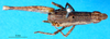 CollectionObject 1501354; f502dcb4-848a-411e-9bae-f1ad20b83b6a, MfN 3929: individual without abdomen, dorsal view (holotype). (CollectionObject).