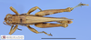 CollectionObject 1514663; d9f86507-1e69-4860-a0e9-6898e106a7bf, MLP3594/1: male, dorsal view (paratype). (CollectionObject).