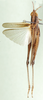Oxybothrus punctifrons Uvarov, 1953: dorsal view. (Otu).