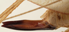 CollectionObject 1534586; 2892368b-cd27-40f1-9f89-7840d96ed5df: female ovipositor (syntype). (CollectionObject).