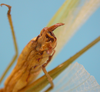 CollectionObject 1542724; DEES MZLQ-I0092, 31d74b38-6fce-4683-b1cc-1fa665bd279d: male, apex of the abdomen (syntype of Ctenophorema balneare). (CollectionObject).